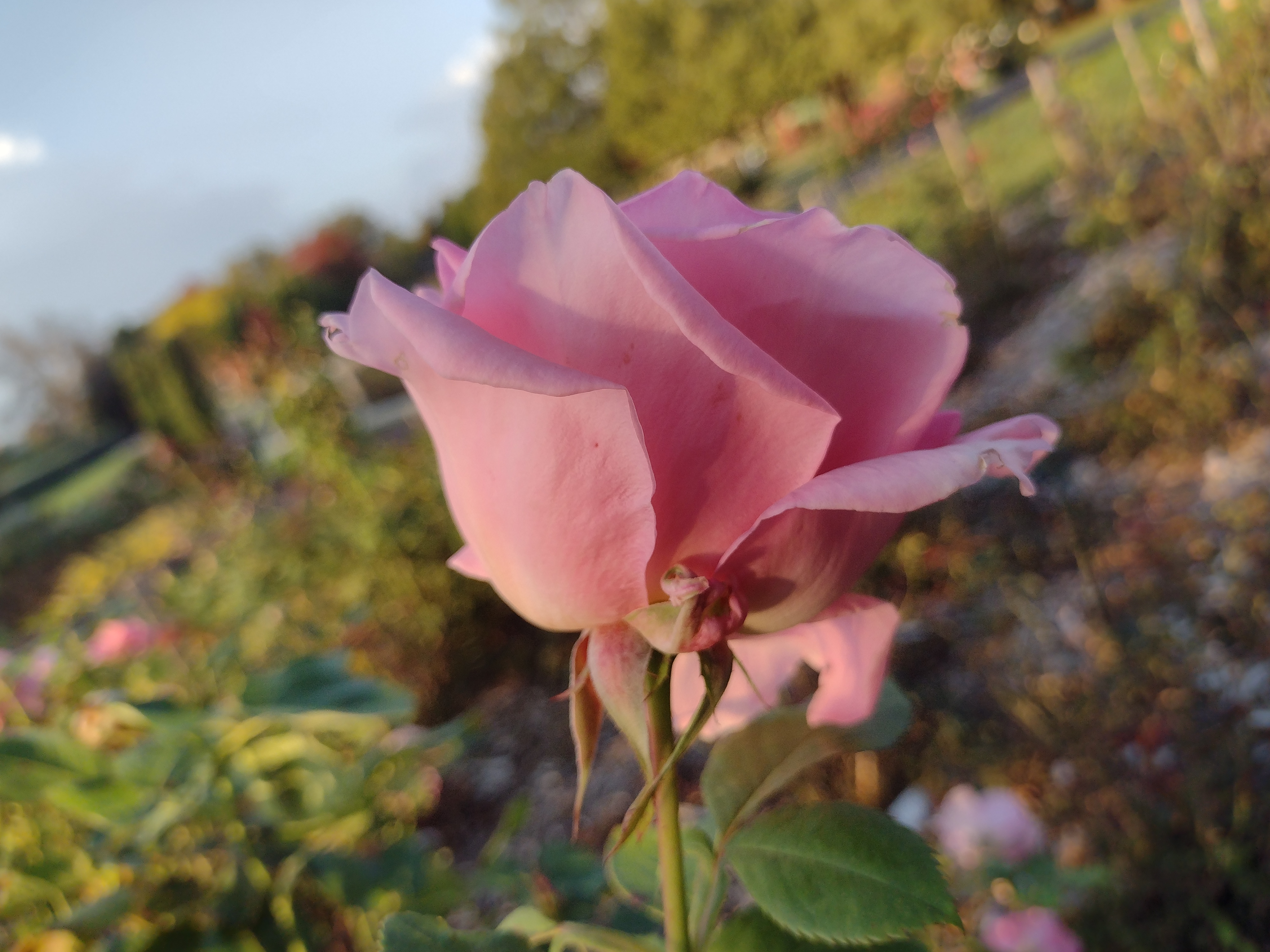 Plant Collections Network Buck Rose Collection - Reiman Gardens